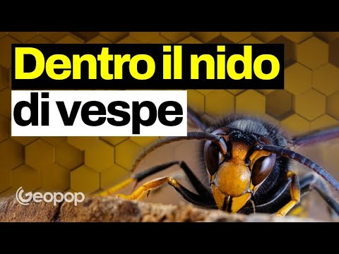 Cosa c’è dentro un nido di vespe? La geometria dietro le celle - con @kodami