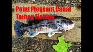 Point Pleasant Canal Tautog fishing