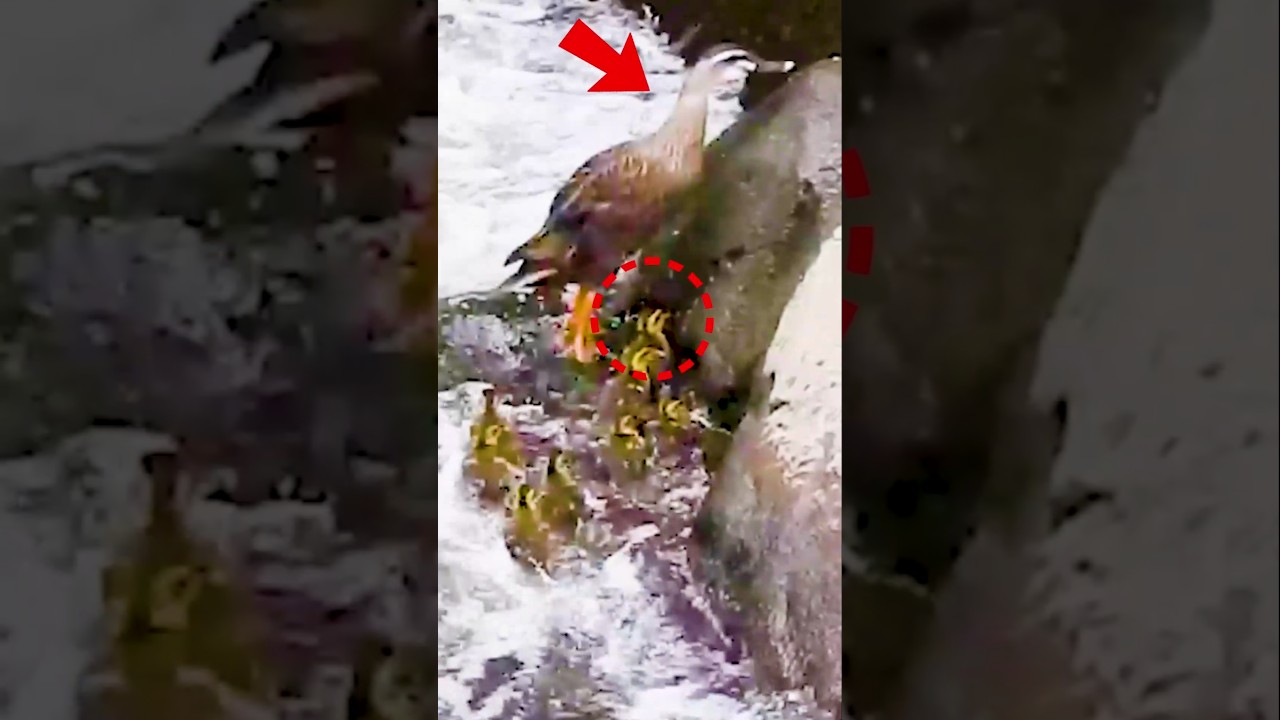 飛ばない母、全部見せて教える