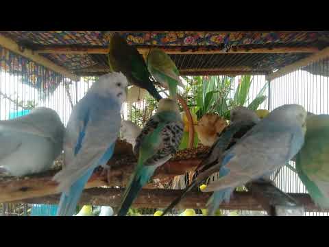 🏡💚 3 Minuten Trick So bleibt dein Wellensittich gesund & gut gelaunt!