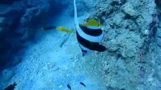 20161030 小琉球岸潛6 - 不少魚! 追著拍~~