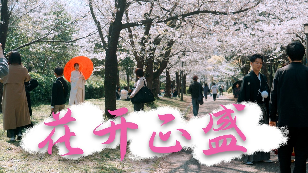 花開有時，正是此刻，大阪城春日賞櫻