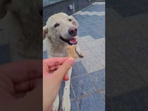 kuchi kuchi with stray dogs #doglife #cutedog #funny #puppy