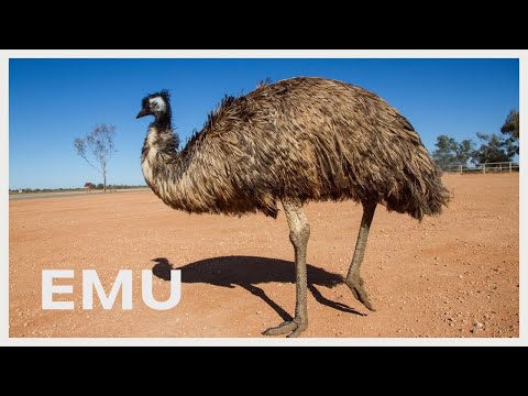 Emu sound & call!