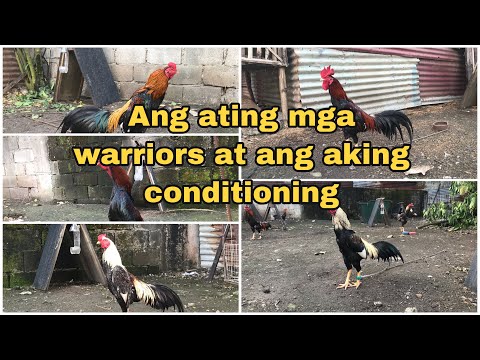 Conditioning ng Aseel, Asil, Shamo, Plucker, Pakhoy at ibang Oriental Fowls