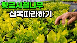 1년 내내 황금울타리 공짜로 만드는 가장 쉬운 방법 (feat. 스티로폼박스)