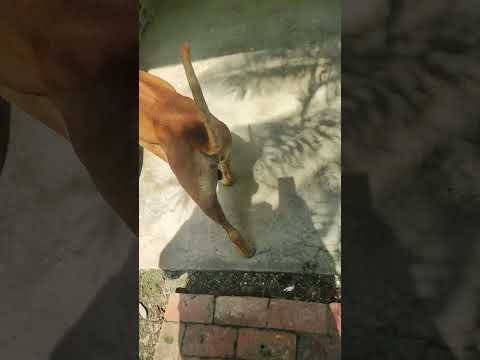 VENDO casa campestre condominio laureles en apulo cundinamarca $ 500millones 