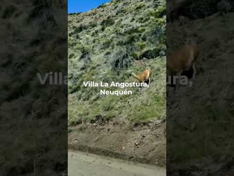 Camino a Villa La Angostura, Neuquén donde cada curva te regala un paisaje distinto🌲🏔️🇦🇷