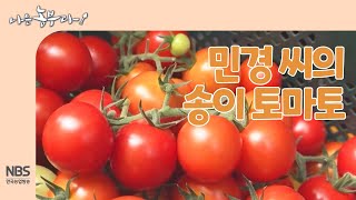 [나는농부다 264회] 민경 씨의 송이 토마토