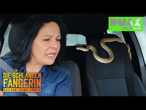 SCHLANGE IM AUTO! 🚘🐍| Die Schlangenfängerin | DMAX Adrenalin