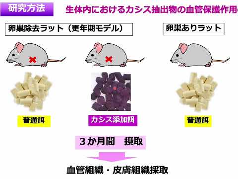 保健学科 研究室訪問ツアー（生体検査科学領域・堀江香代准教授）