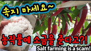 소금농법은 사기입니다! 토양 황폐화 시킵니다! Salt farming is a scam!