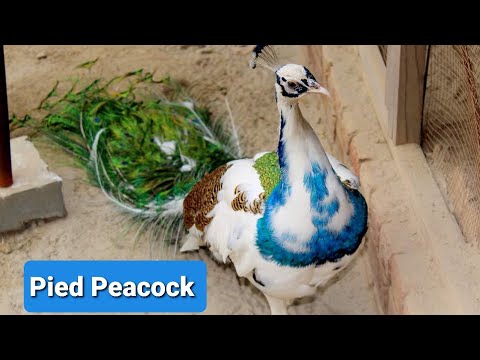 Pied Peacock
