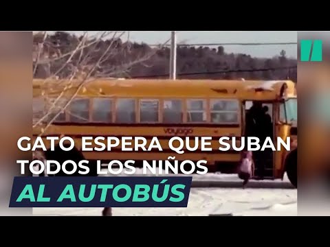 El GATO que VIGILA el AUTOBÚS hasta que se suben todos los niños: "Les protege"
