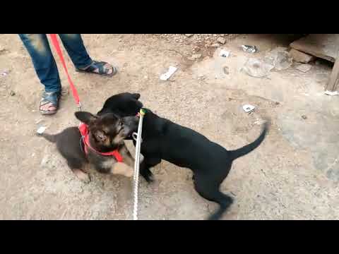 Labrador Vs German puppy 😂🎉🎈