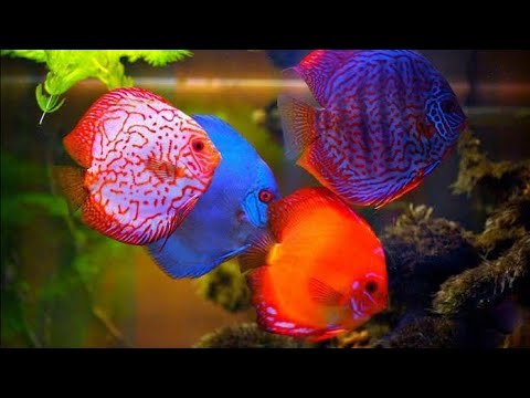 Discus fish information