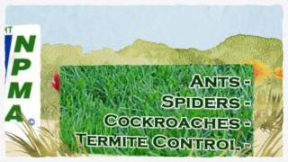 preview picture of video 'Pest Control Haslet TX 817-381-2468 Ameritech Termite Treatments'