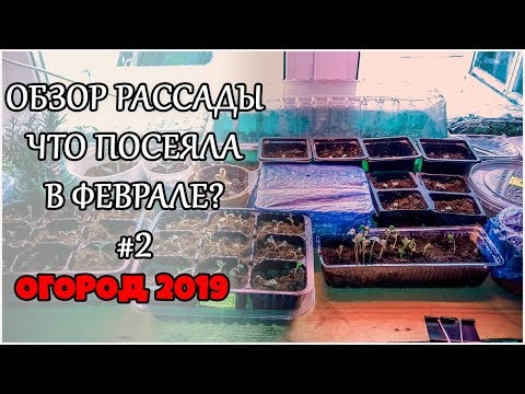 Обзор рассады. Что посеяла в феврале? часть2 Огород 2019. Жизнь в деревне.