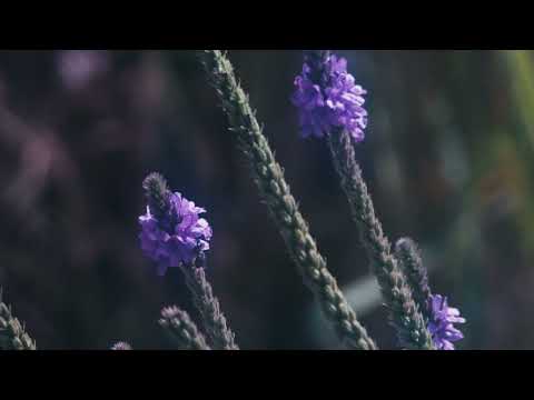 Joey Pecoraro - Something Beautiful (Official Video)