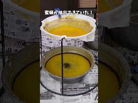 コマドリを巣箱に引き寄せる方法は？彼は秋と冬に何を食べますか？  庭園