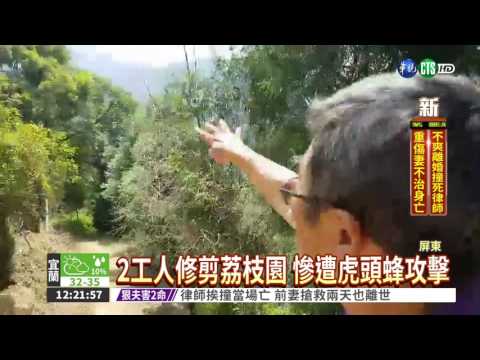 遭黑尾虎頭蜂螫傷 工人喪命