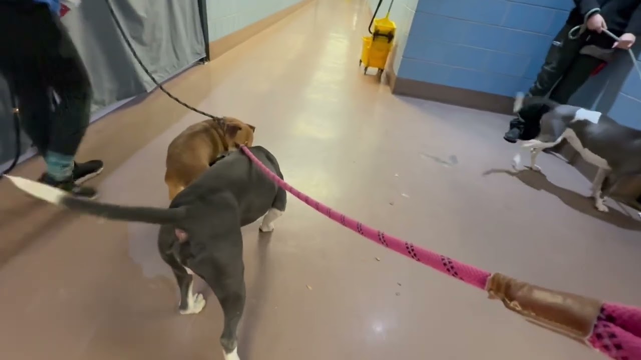 Calamari's Leash Test