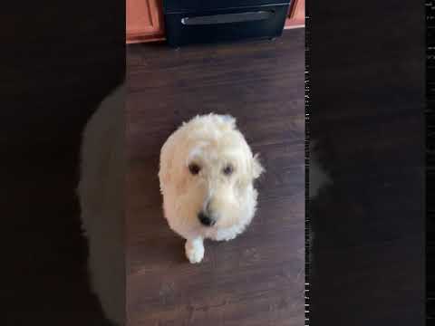 Sophie-NC, an adopted Goldendoodle in Houston, TX_image-1