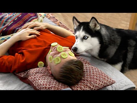 Ich Habe Meine Husky-Hunde Geschockt! Lustiger Welpe löste die Situation