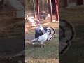 Funny Chicken With Dizziness