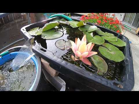 Water lily flower closing - time lapse
