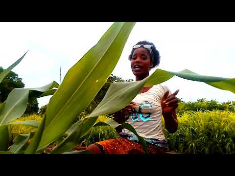 Pricesa Dioclesiana Ft Dama Valeria Orera  Official Video B Dely Pro