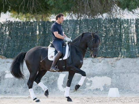 PONTONDOMA HORSES: SOLD Andalusian GP