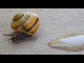 A Snail Without a Shell