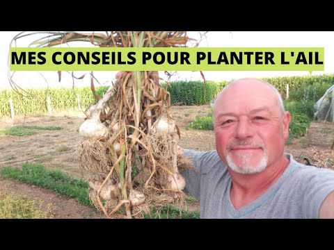 , title : 'Comment planter l' ail ( je vous présente ma récolte)    how to plant garlic in the garden'