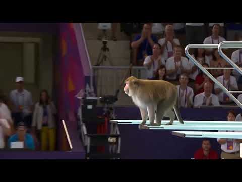 Monkey Olympics: Diving for Glory (and Bananas)