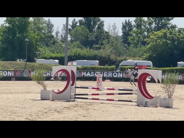 Ruin Engelse rijpony Te koop 2014 Schimmel