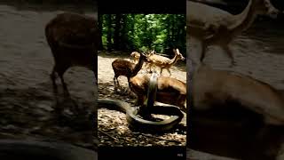 Python catches deer