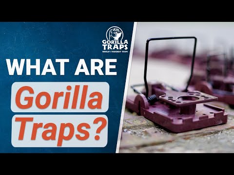 What are Gorilla Traps?