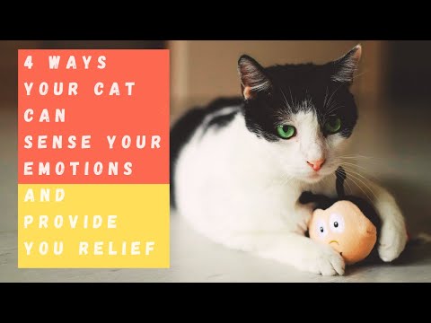 4 Ways Your Cat Can Sense Your Emotions