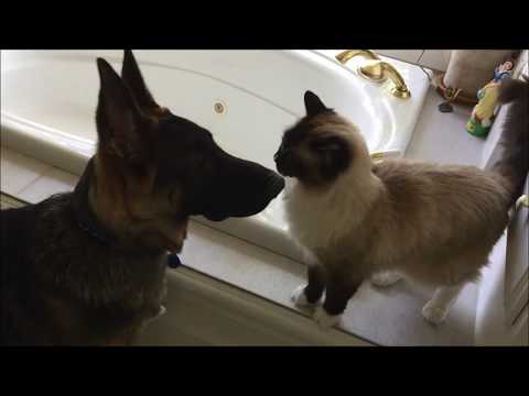 German Shepherd Parker and Ragdoll Cat Murphy - - ねこ - ラグドール - = ネコ - Floppycats