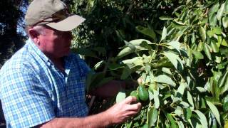 How do you know when a California Avocado is ready to be picked?