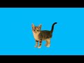 BIBI BIBI Bounce Cat
