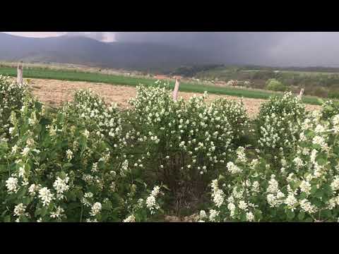 Prima plantație de afin canadian (Saskatoon berry) din România