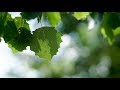 Joan Baez - Children Of Darkness (Lyrics)  [HD]