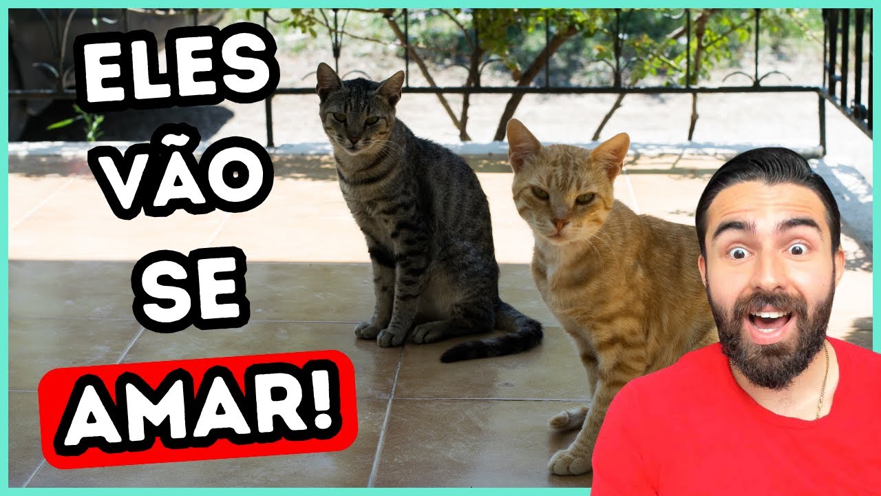 Como Fazer Dois Gatos se Darem Bem?