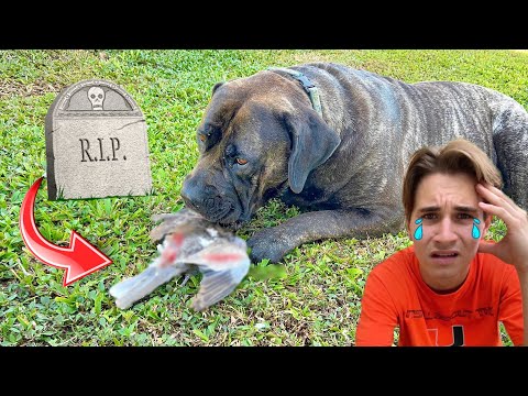 YouTube video about: What to do if my dog killed a bird?