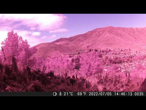 Coyote Tail 2 7,5,2022