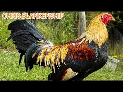 Chris Blankenship - Free Range Feeding Time Shape Outdoor Chicken Coop Big Farm USA