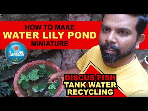 Water Lily Pond Miniature || Discus Fish Tank Water Recycling