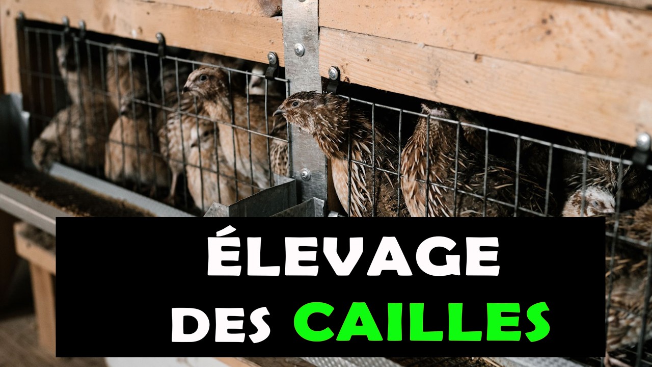COMMENT ÉLEVER LES CAILLES